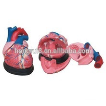 Medical Plastic Human Jumbo Heart model&Nnatomical model